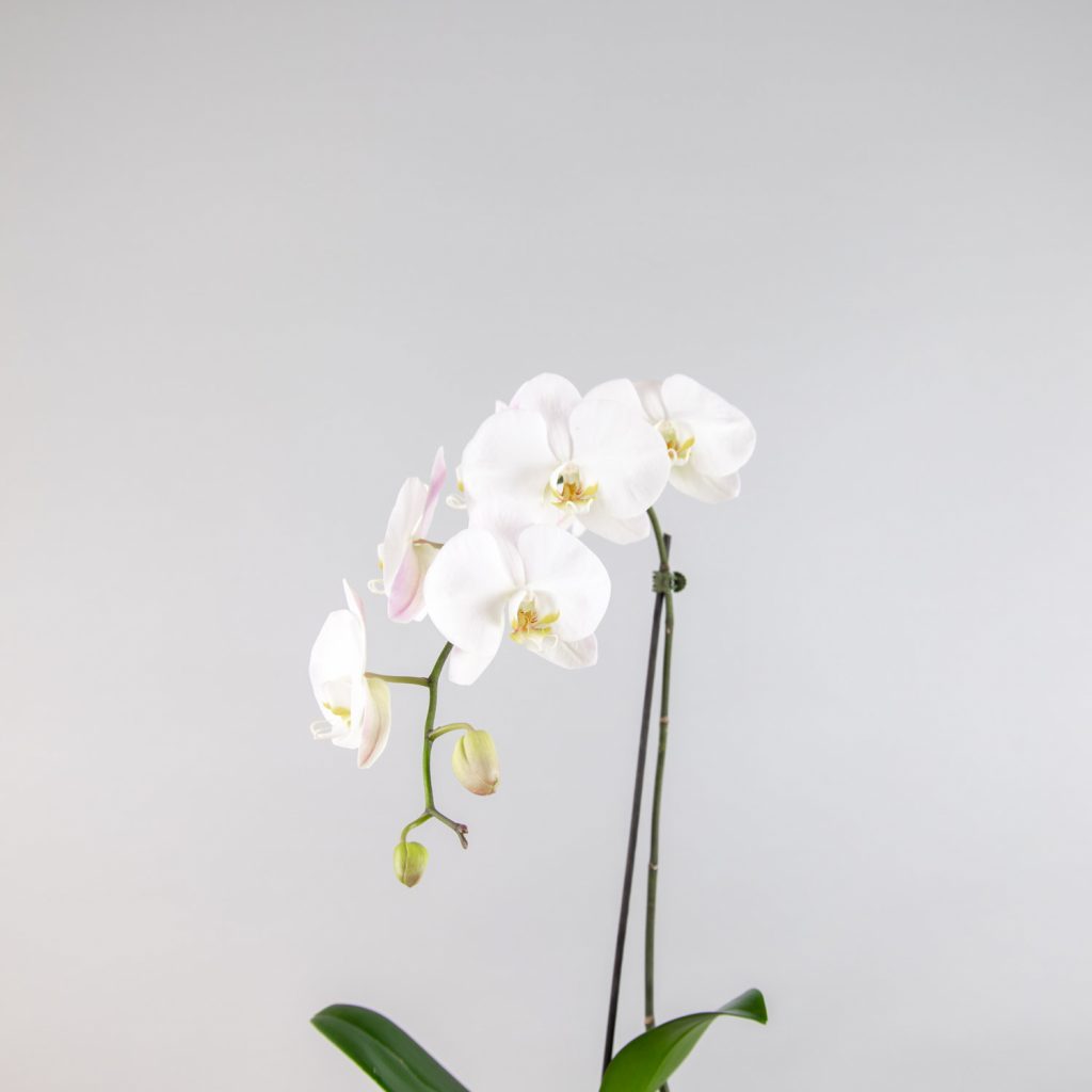 Plant Delivery Sydney Order Plants Online B & M Florist