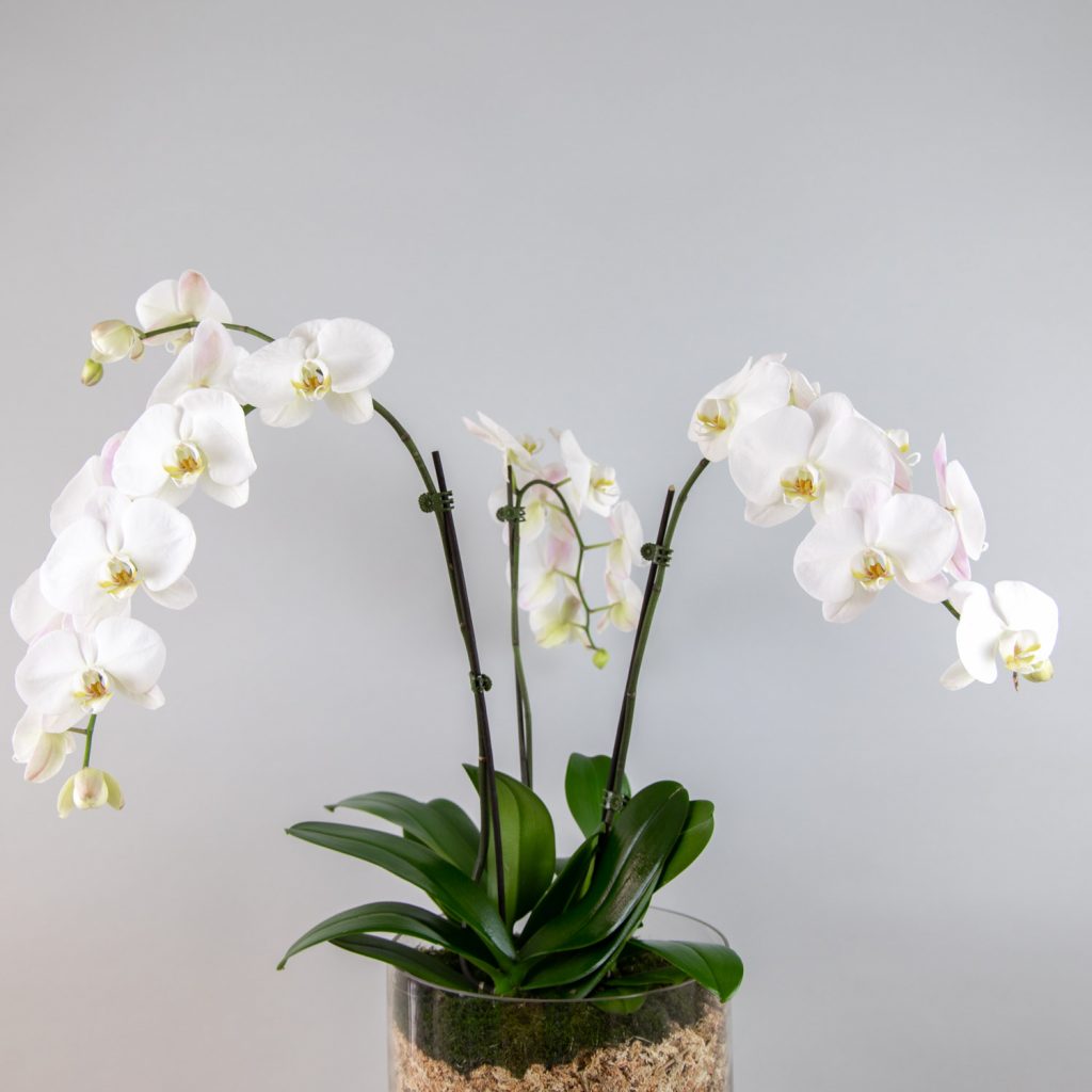 Plant Delivery Sydney Order Plants Online B & M Florist