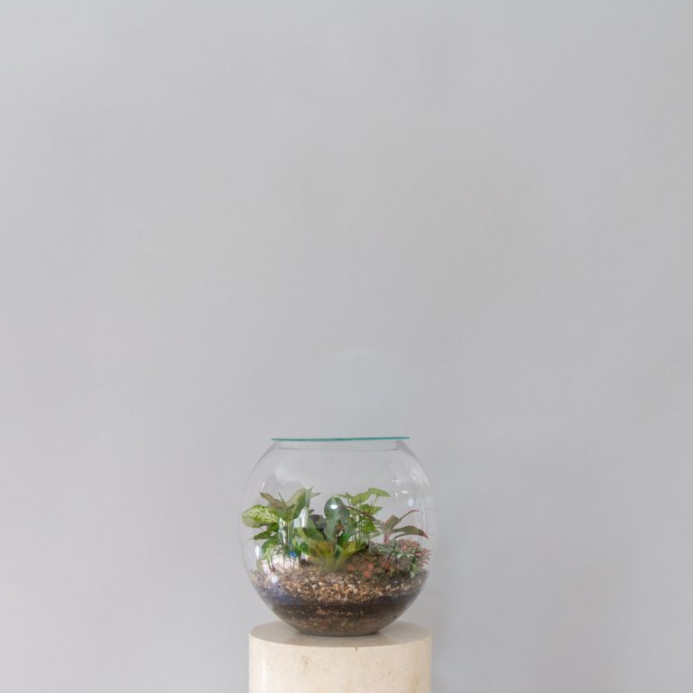 Terrarium Garden Fish Bowl B & M Florist