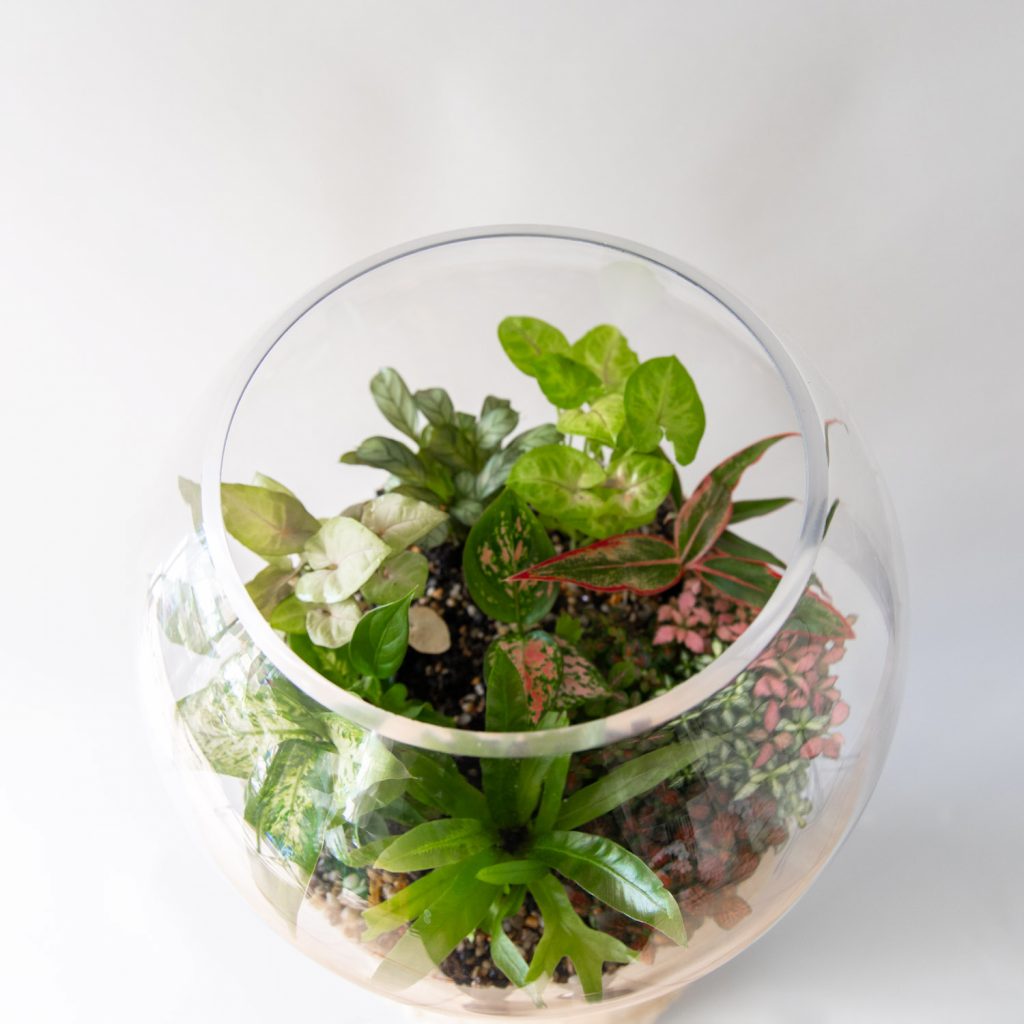 Plant Delivery Sydney Order Plants Online B & M Florist