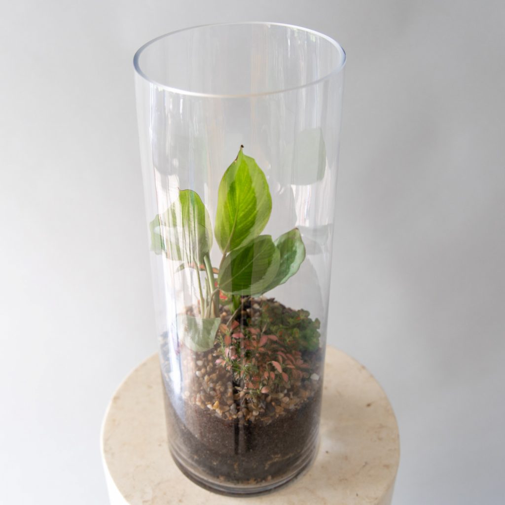 Plant Delivery Sydney Order Plants Online B & M Florist